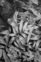 black and white leaves