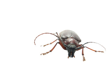 California Root Borer - deadly spikes - and hissing like a cockroach - is a ferocious scarab biting-pain-walking on a white background.