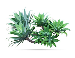 Agave plant isolated on white background.This has clipping path.