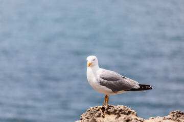 Obraz premium Small curious silver seagull on rocks along Biarritz city looks at the photographer