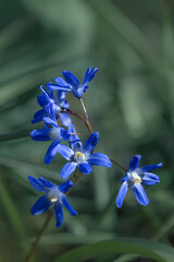 Śnieżnik (Chionodoxa Boiss.) Niebieski drobny kwiat kwitnący wiosną w ogrodzie. Glory of the snow - obrazy, fototapety, plakaty