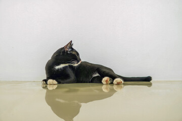 portrait of a small black cat with white paws lying on the tiled floor looking away.