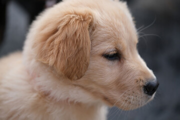 close up lovely golden retriever pet dog head profile face