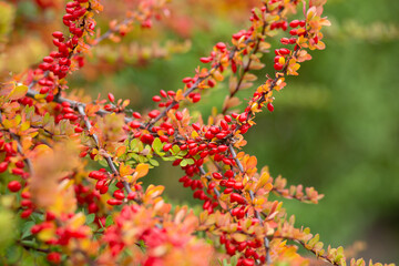 Red ripe barberry on an autumn branch.