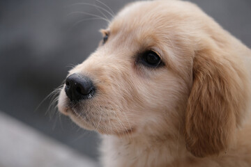 close up cute golden retriever pet dog head side face