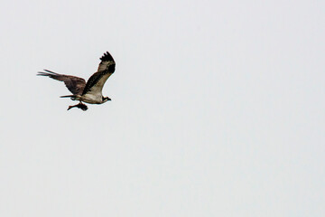 Osprey and fish