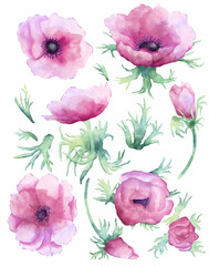 Pink anemone flowers watecolor elements isolated on white background