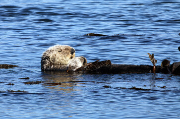 California sea otter resting in kelp, Morro Bay, California USA
