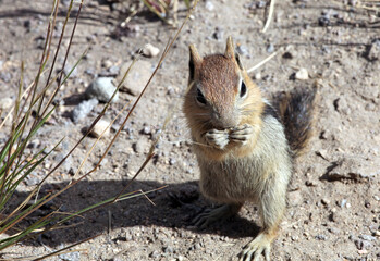 Close up of a golden mantled ground squirrel, Crater Lake National Park Oregon USA
