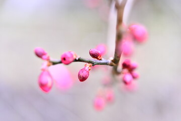 ピンクの梅の蕾。もうすぐ春。