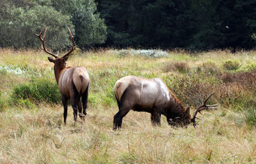 Naklejka na ściany i meble Two Roosevelt Elk, Redwood State Park California USA 