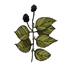 Vector illustration with ink coloring blackberry