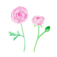 イラスト素材：水彩絵の具で手描きしたラナンキュラスの花　ピンク/複数本
