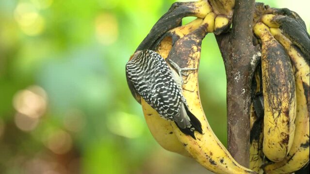 a hoffman's woodpecker eating bananas in a garden at sarapiqui of costa rica