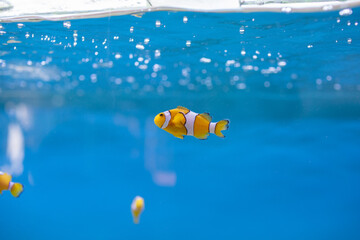 Obraz na płótnie Canvas Clownfish in the blue sea