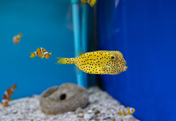 Yellow box puffer fish with black polka dots