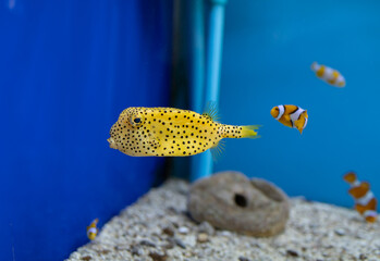 Yellow box puffer fish with black polka dots