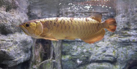 Asian arowana