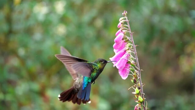a slow motion shot of a fiery-throated hummingbird and a talamanca hummingbird feeding on a foxglove flower at a garden in costa rica