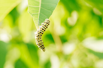 Small green caterpillar with black stripes and orange dots crawls actively along large green leaf of bush in garden. Sunny day, blurred background