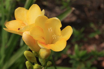 フリージアの花
