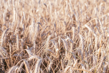 Rural scenery of dry ripe rye spicas of meadow field in sunny summer. Agriculture, organic food production, harvest, healthy food, botany, nature, wallpaper concept. Soft focus, copy space