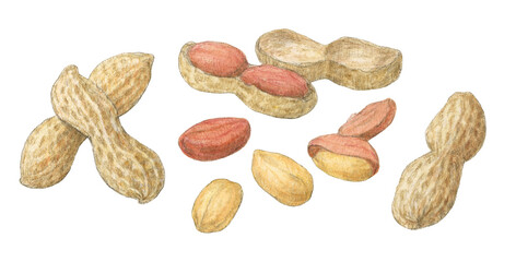 落花生　水彩色鉛筆ナッツイラスト