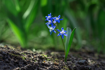 Śnieżnik (Chionodoxa Boiss.) Niebieski drobny kwiat kwitnący wiosną w ogrodzie. Glory of the...