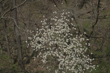 white magnolia flowers on the tree