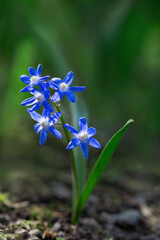 Śnieżnik (Chionodoxa Boiss.) Niebieski drobny kwiat kwitnący wiosną w ogrodzie. Glory of the snow - obrazy, fototapety, plakaty