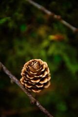 little pine cone on a branch in a forest