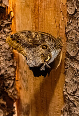 Macro of Pale Owl-Butterfly, Caligo telamonius