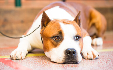 brown thoroughbred American Pit Bull Terrier dog