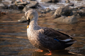 Wild Spot-Billed Duck grooming itself in a shallow stream.