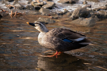 Wild Spot-Billed Duck drinking water in a shallow stream.