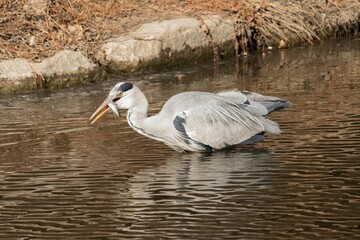 The gray heron catching a fish in the water.