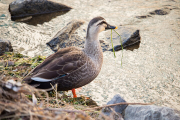 Wild Spot-Billed Duck eating grass by the stream.