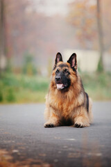 German shepherd dog in autumn park.