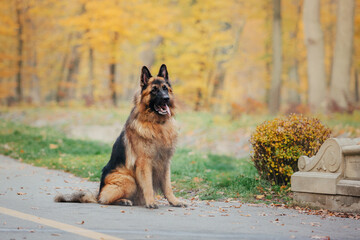 German shepherd dog in autumn park.