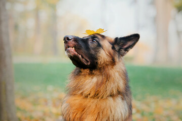 German shepherd dog in autumn park.