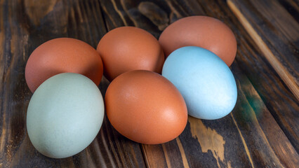 Two llight blue and four brown eggs. Easter Festival concepts. Araucana eggs and the eggs of an ordinary chicken.