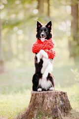 Border Collie dog