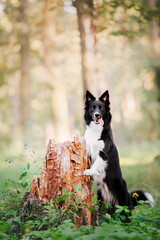 Border Collie dog