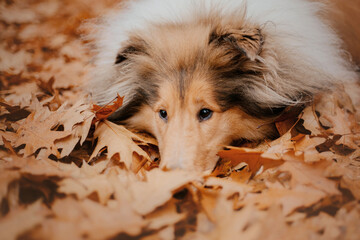 The Rough Collie dog in autumn