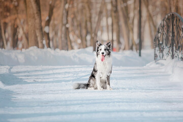 Border Collie Dog in winter. Dog in the snow. Cold weather