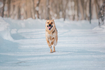 Shepherd mix dog at winter