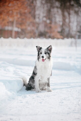 Naklejka na ściany i meble Border Collie Dog in winter. Dog in the snow. Cold weather