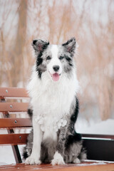 Border Collie Dog in winter. Dog in the snow. Cold weather