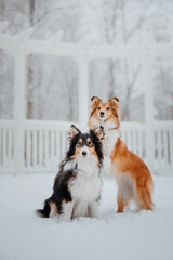 Two Shetland Sheepdogs in the Winter Park