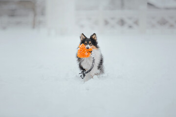 Shetland Sheepdog running in winter. Snowing days. Active dog
